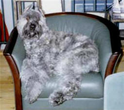 Hailey as a pup in chair