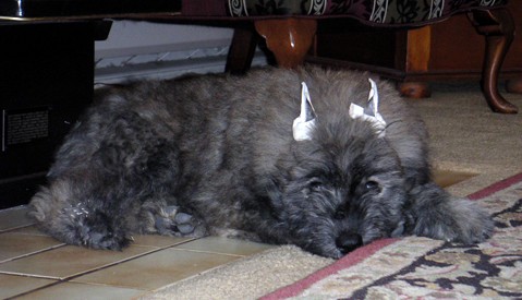 Sheba - June 2004 - in her new home