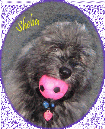 Sheba - July 2004 3mos old