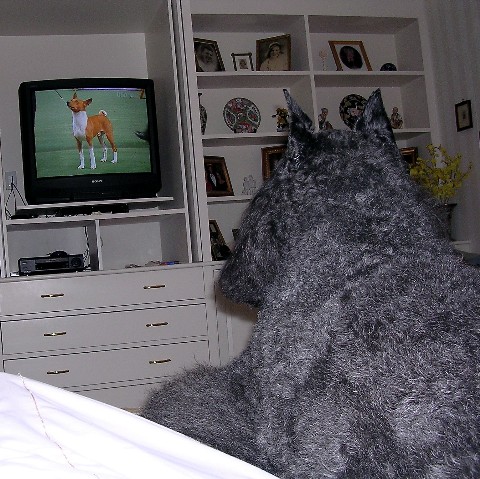 Gabby Watches Westminster